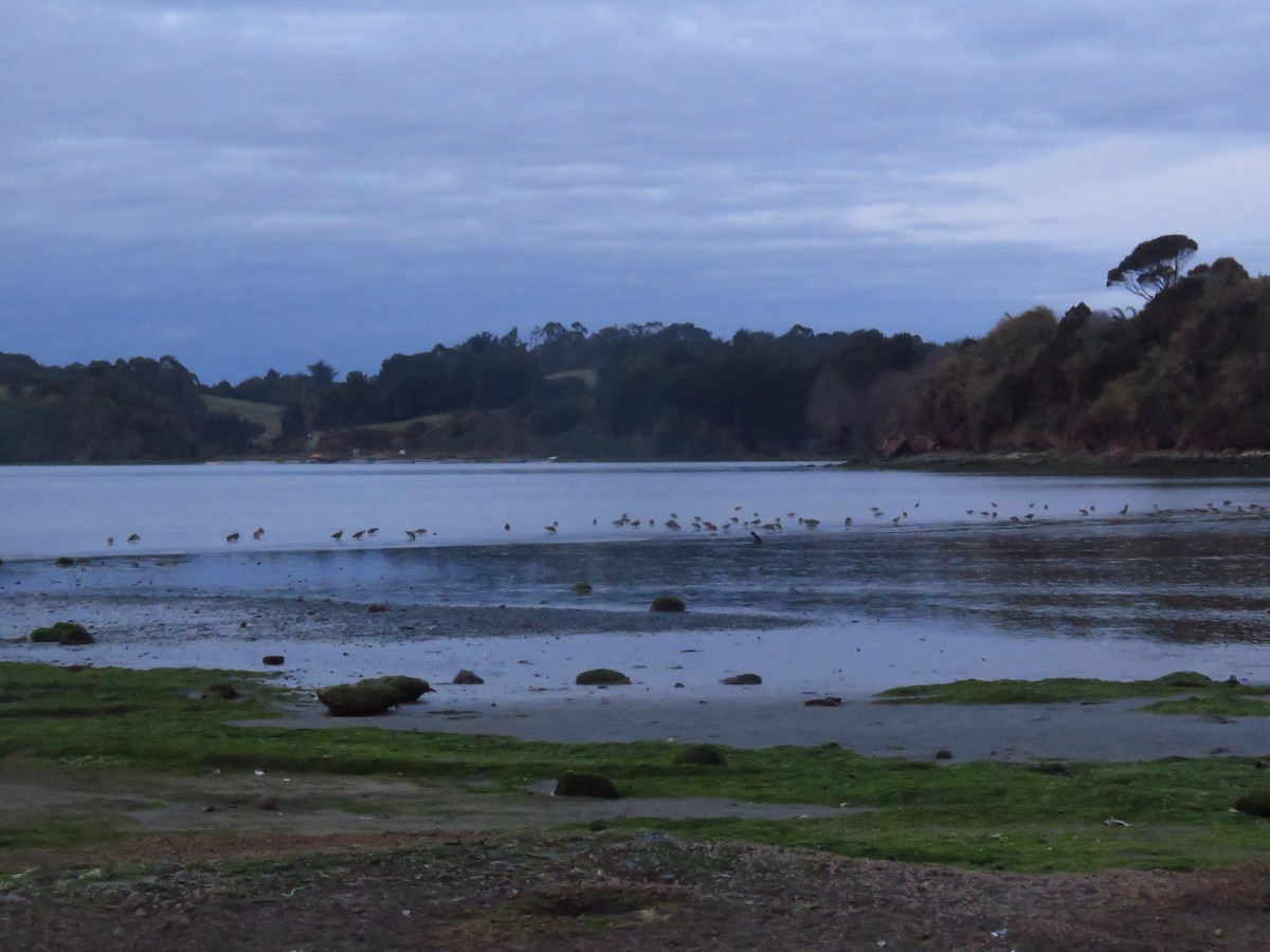 Hudsonian Godwit - ML609224637