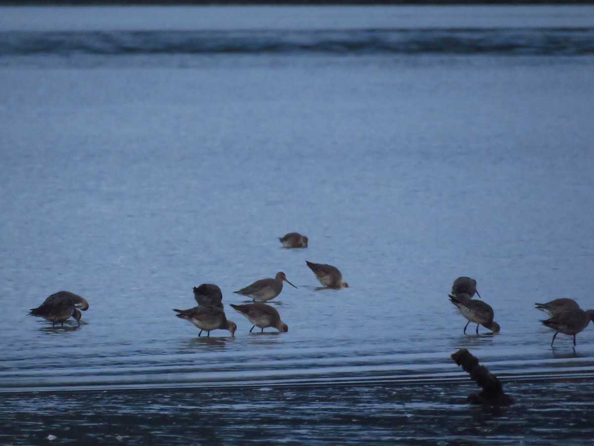 Hudsonian Godwit - ML609224639