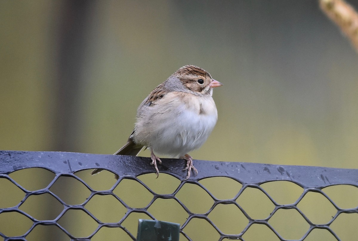 Clay-colored Sparrow - ML609224652