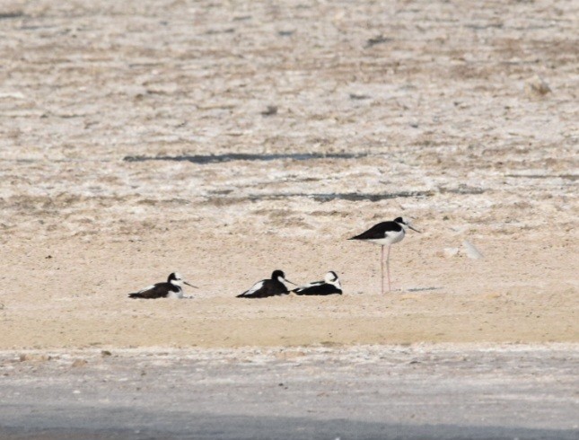 Black-necked Stilt - ML609224660