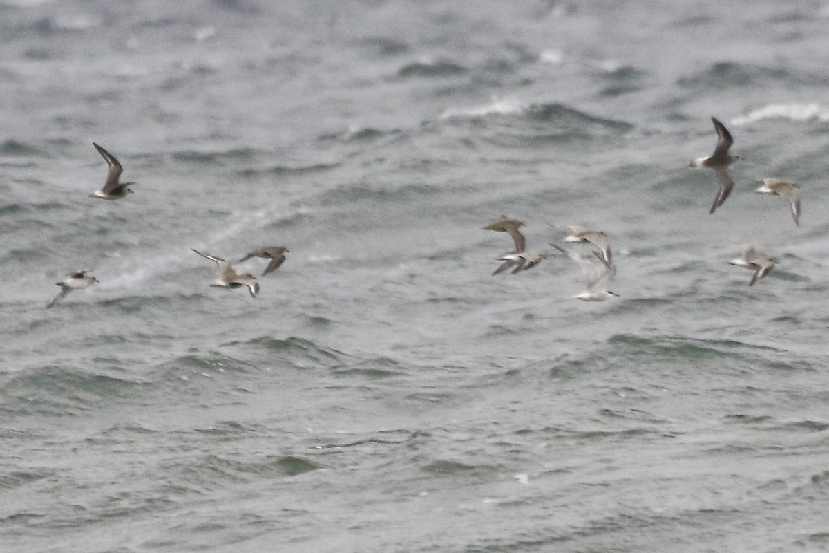 American Golden-Plover - ML609224661