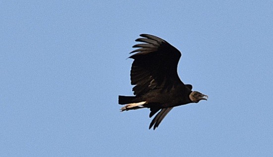 Black Vulture - ML609224672