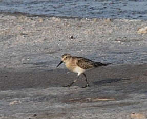 Baird's Sandpiper - ML609224684