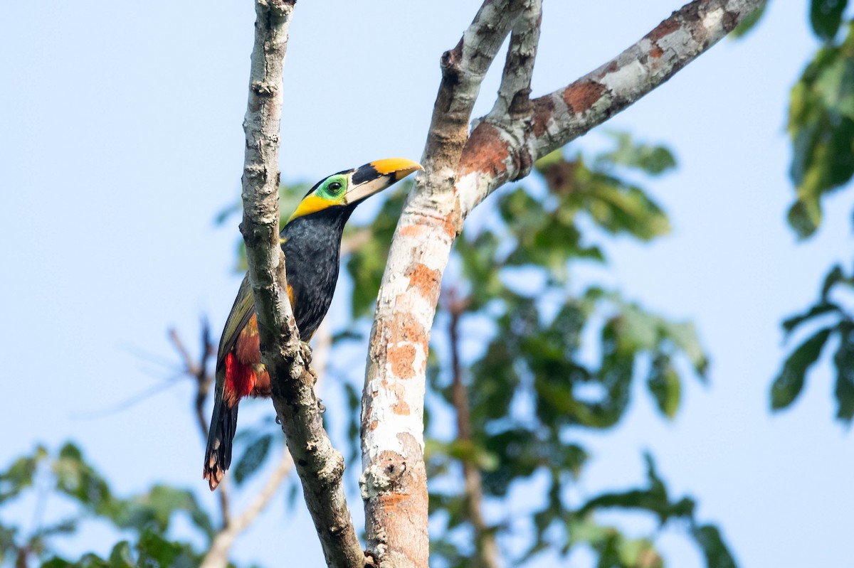Gould's Toucanet - ML609224757