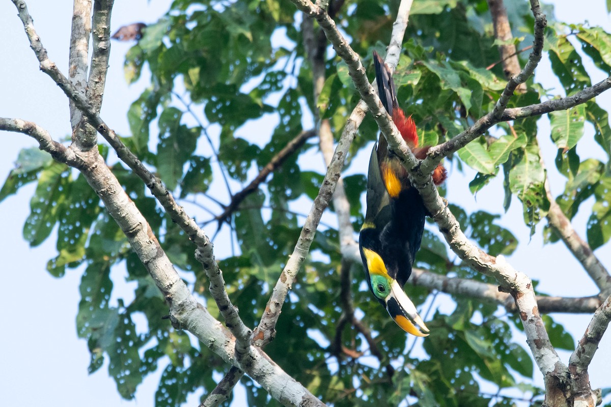 Gould's Toucanet - ML609224760