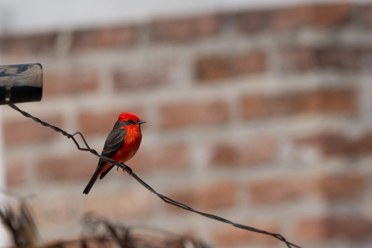 Vermilion Flycatcher - ML609224764