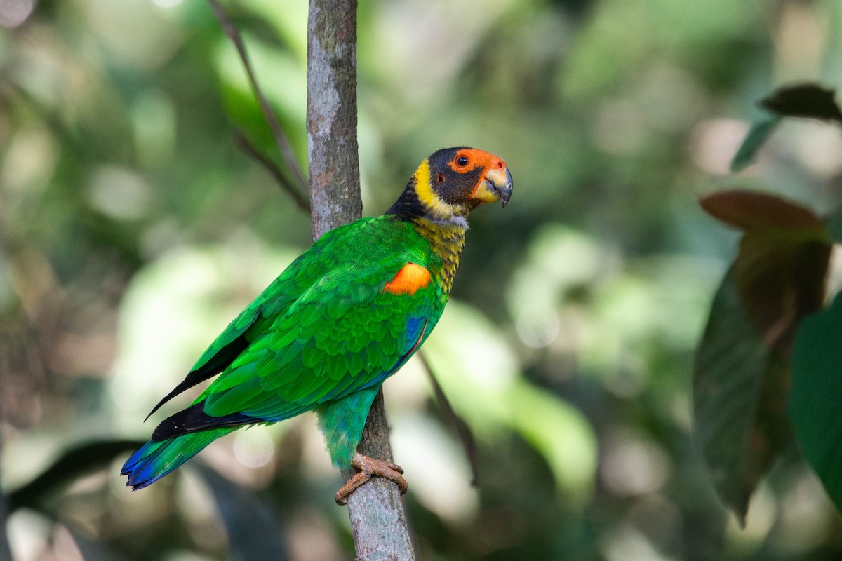 Vulturine Parrot - Claudia Brasileiro