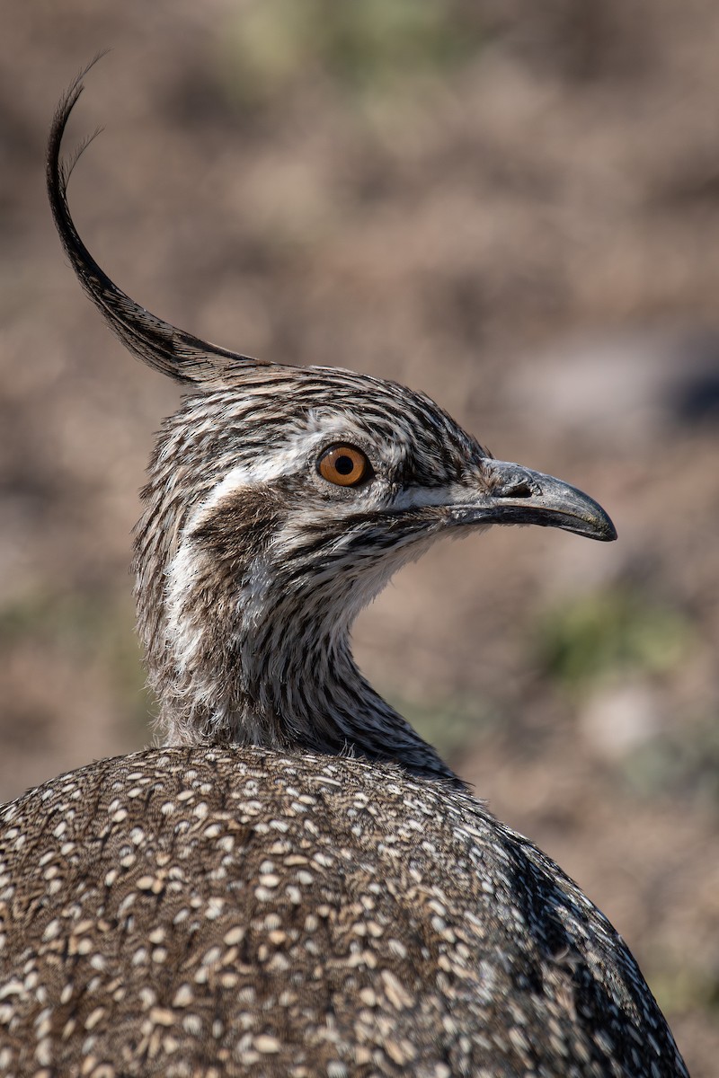 Elegant Crested-Tinamou - Isabel McKay