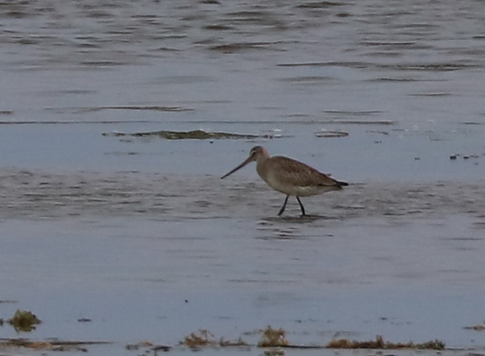 břehouš aljašský - ML609224838