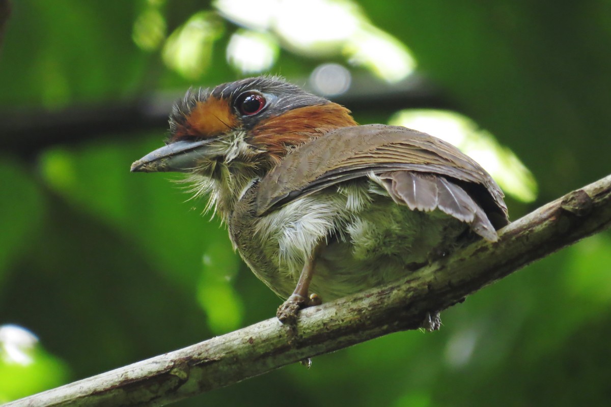 Rufous-necked Puffbird - Tomaz Melo