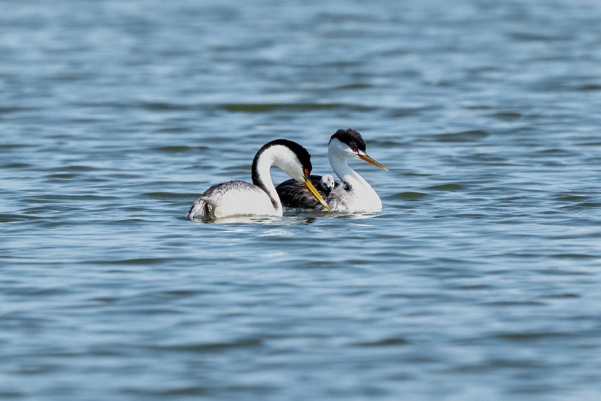 Western x Clark's Grebe (hybrid) - ML609224947