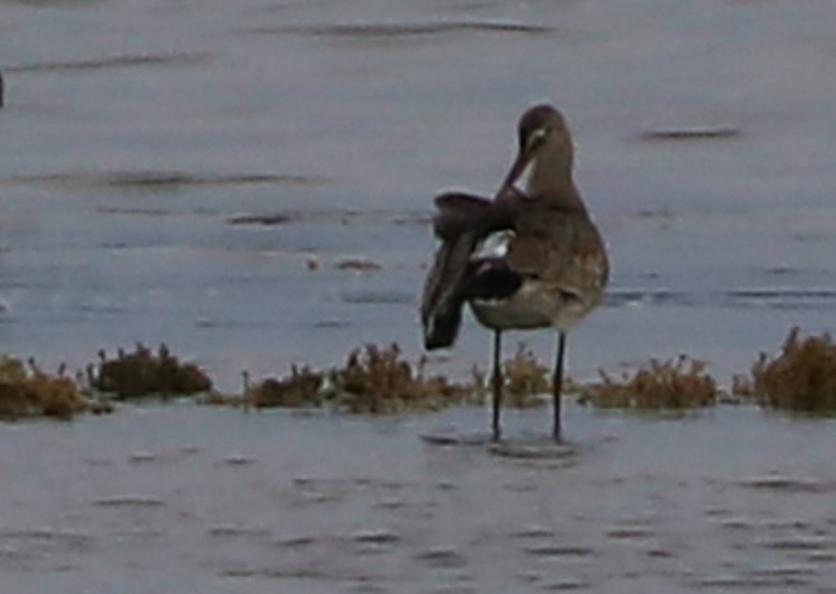 břehouš aljašský - ML609224991