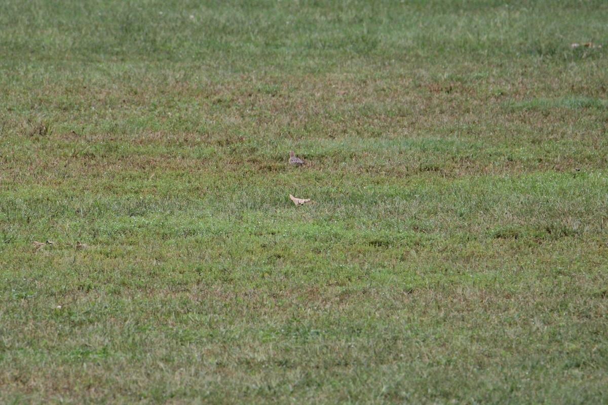 Buff-breasted Sandpiper - ML609224992