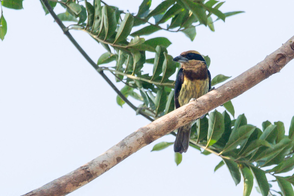 Brown-chested Barbet - ML609225010