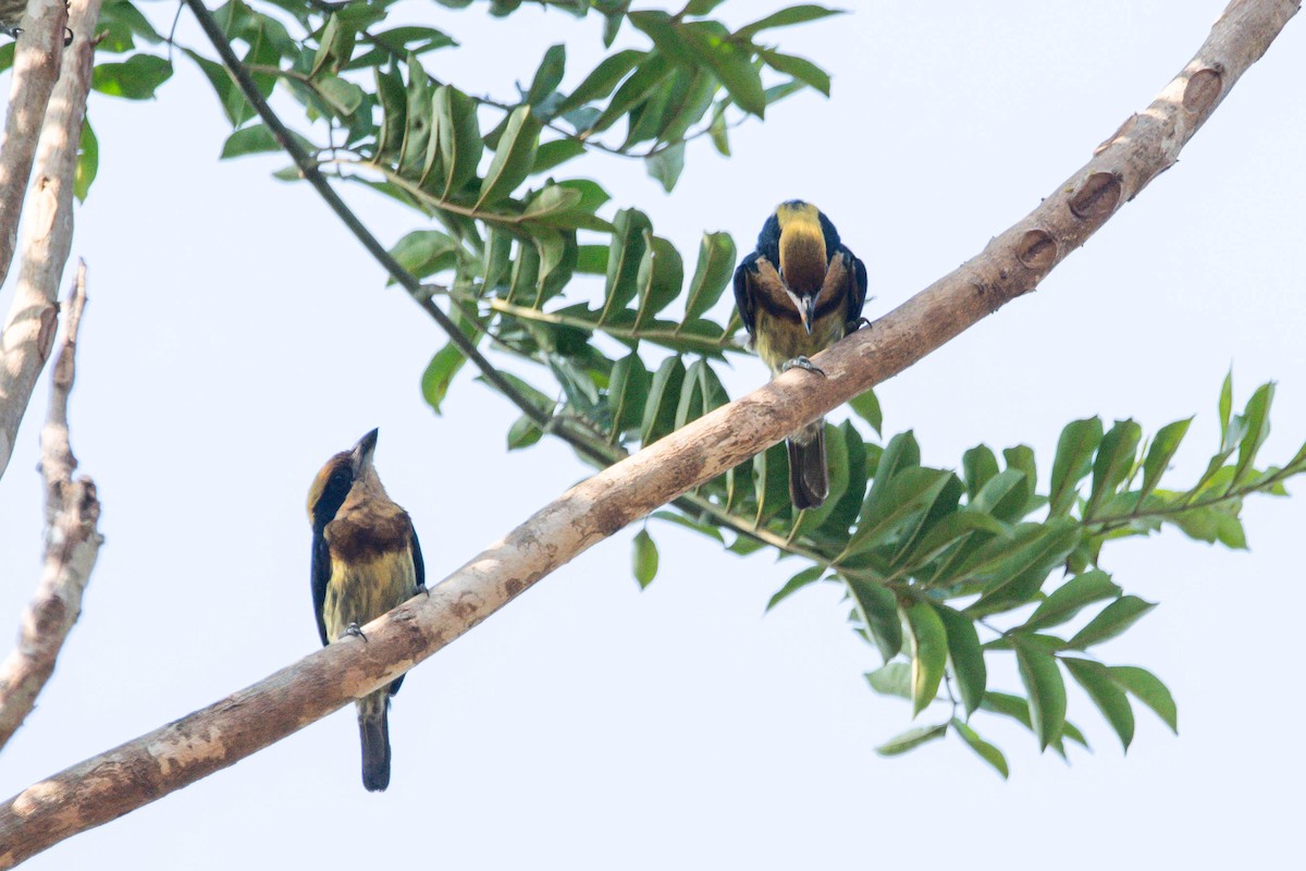 Brown-chested Barbet - ML609225013