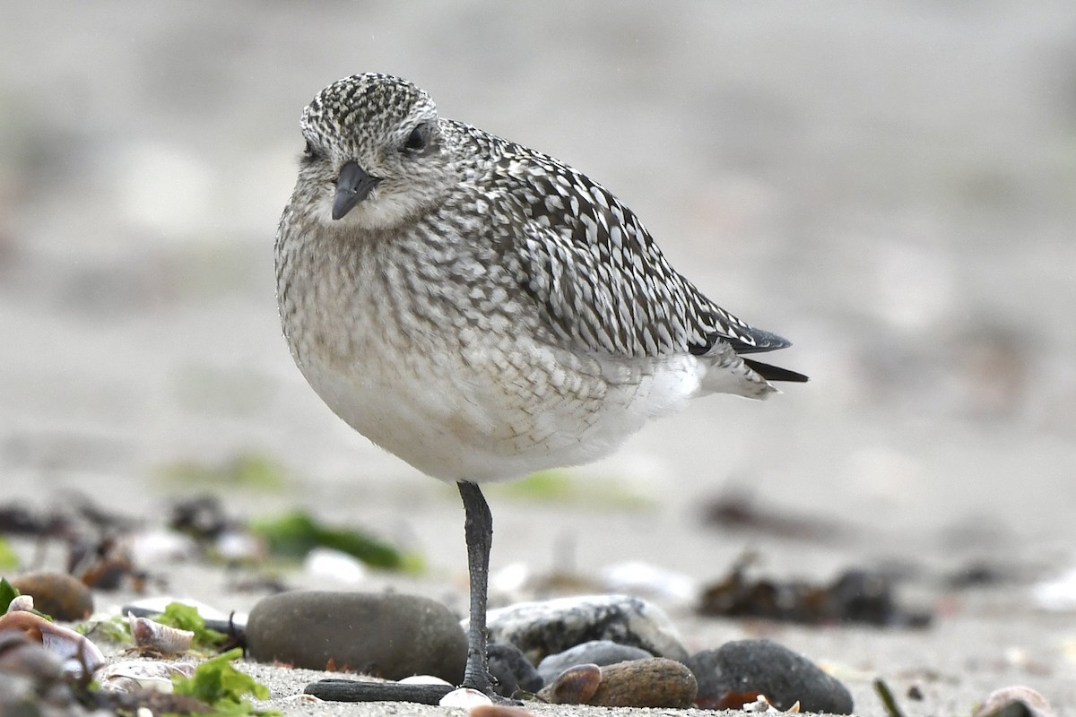 Black-bellied Plover - ML609225015