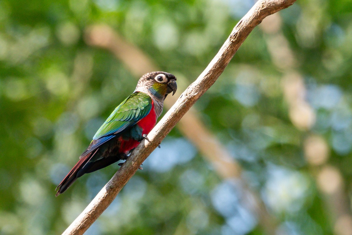 Crimson-bellied Parakeet - Claudia Brasileiro