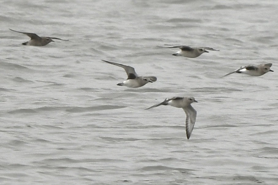 American Golden-Plover - ML609225035