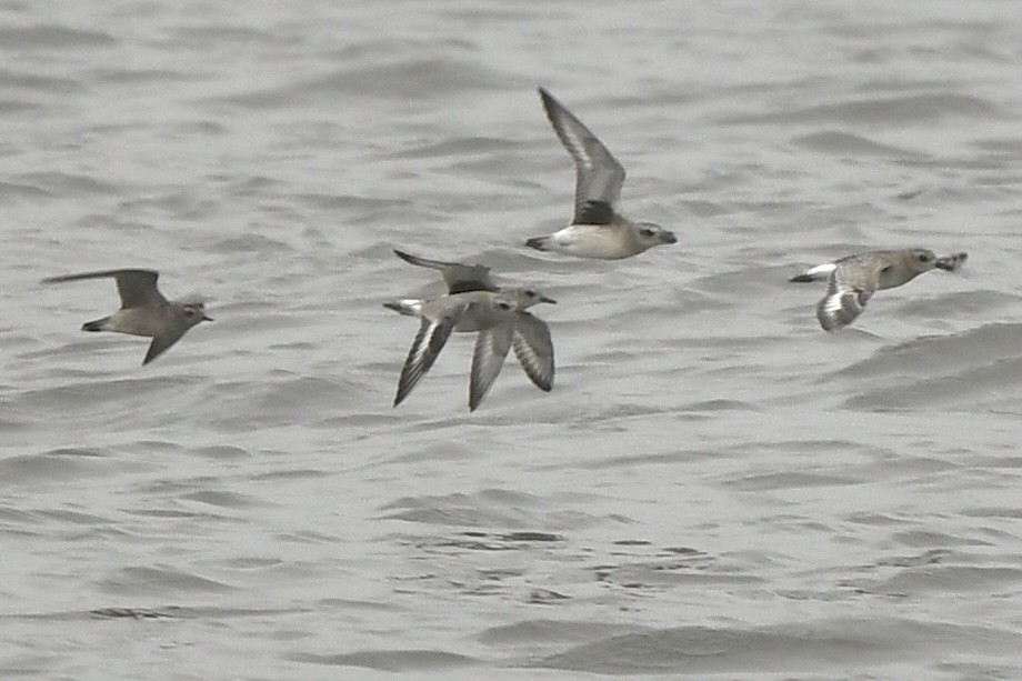 American Golden-Plover - ML609225036