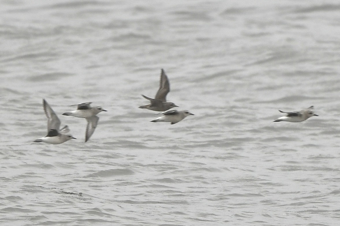 American Golden-Plover - ML609225037