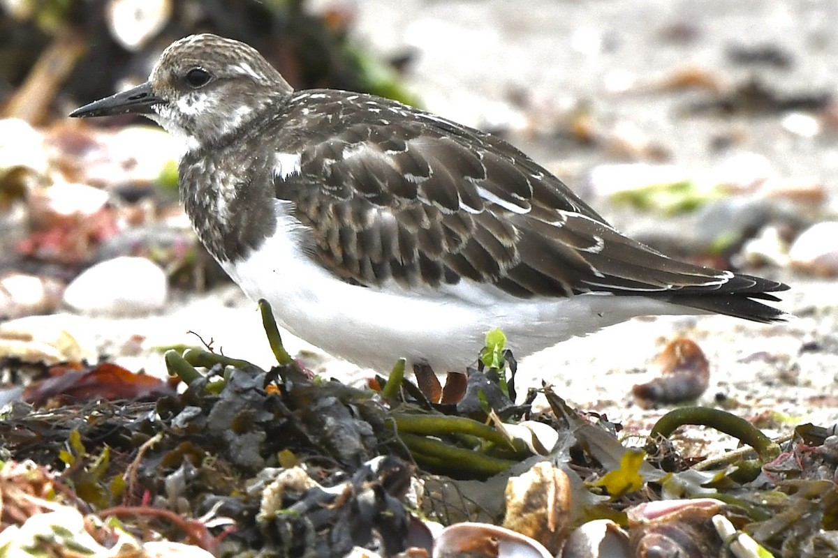 Ruddy Turnstone - ML609225051