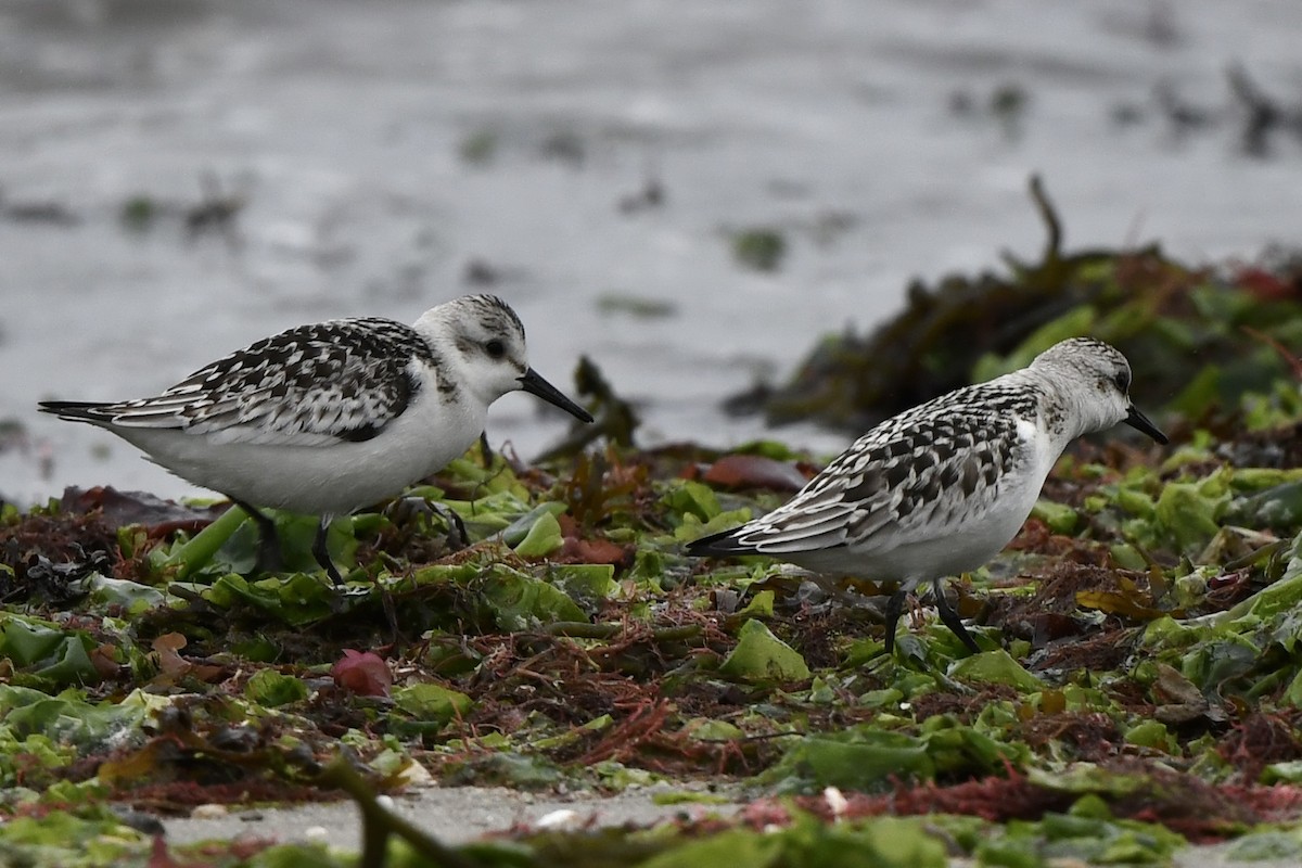 Sanderling - ML609225064