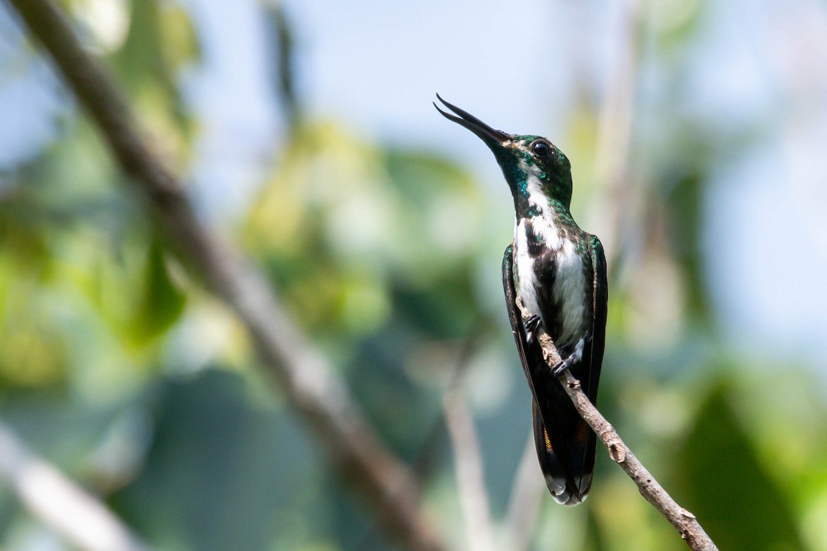 Fiery-tailed Awlbill - Claudia Brasileiro
