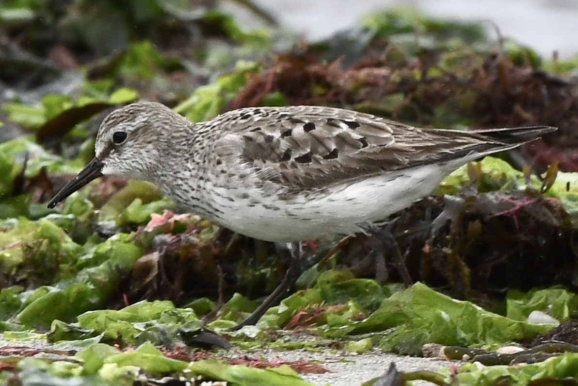 White-rumped Sandpiper - ML609225101