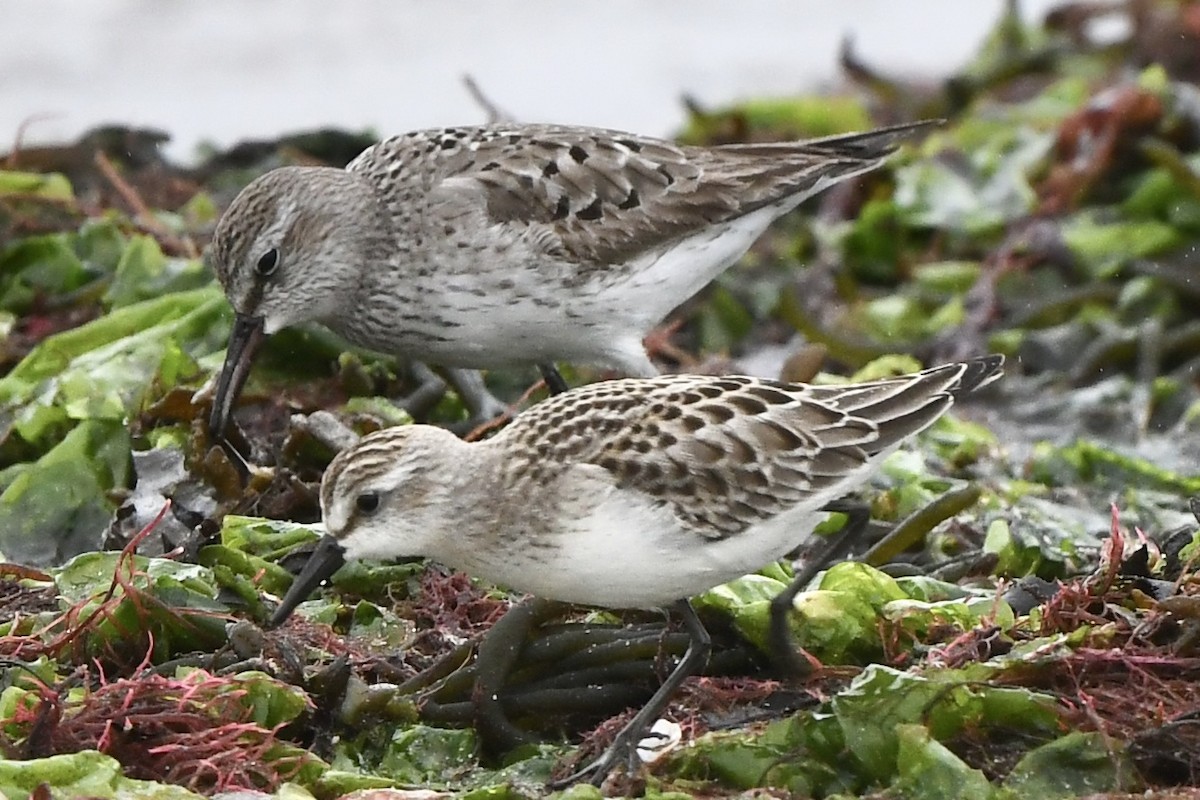 White-rumped Sandpiper - ML609225102