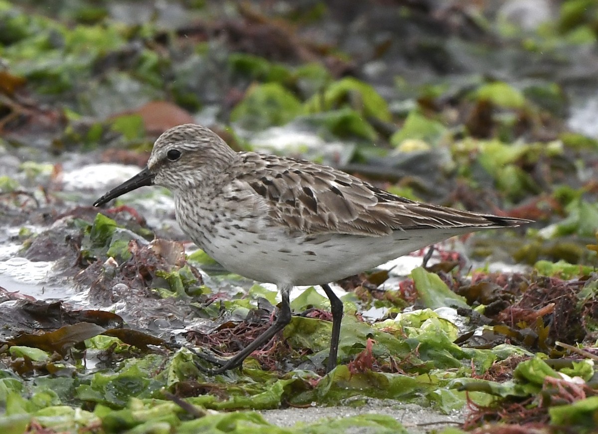 White-rumped Sandpiper - Mary Walsh