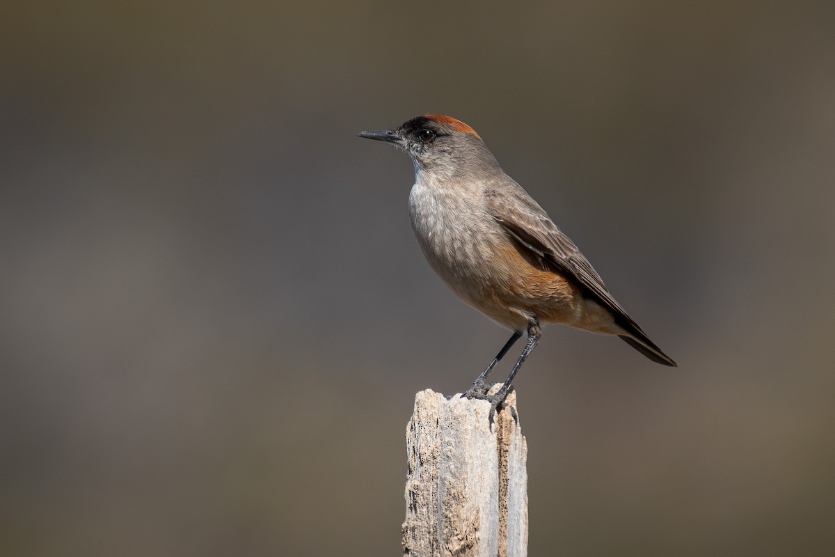 Cinnamon-bellied Ground-Tyrant - ML609225193