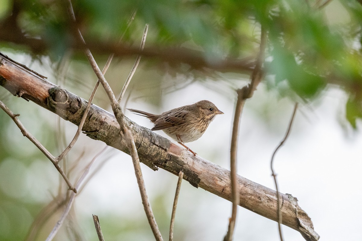 Lincoln's Sparrow - ML609225381