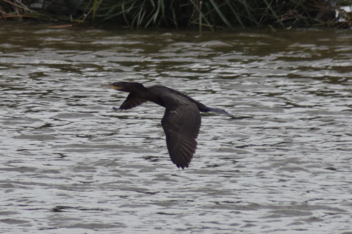 Neotropic Cormorant - ML609225583