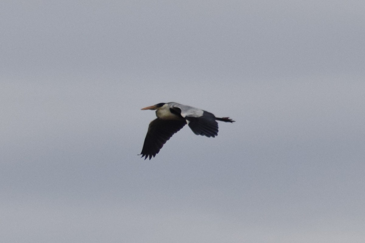 Cocoi Heron - ML609225596