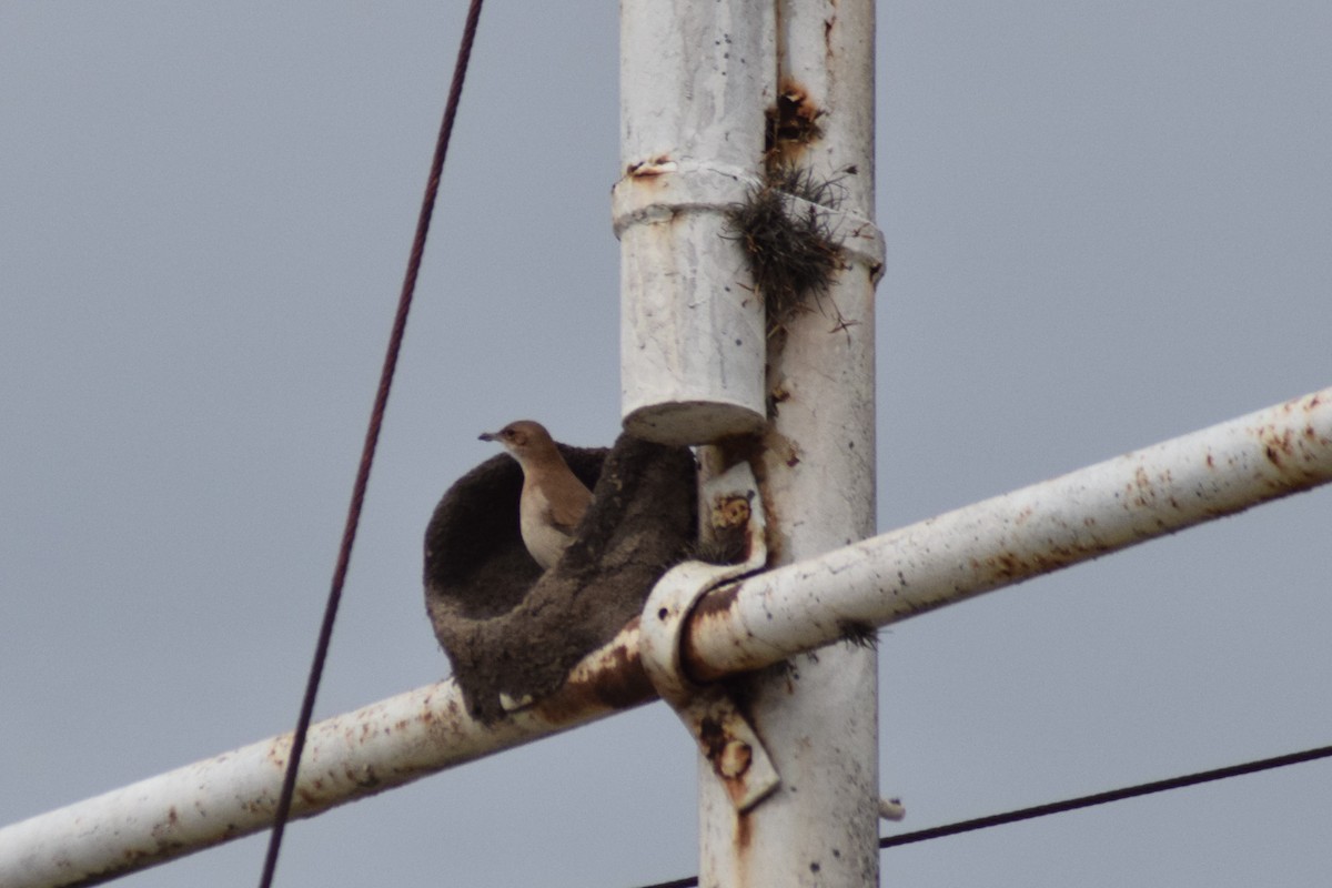 Rufous Hornero - ML609225623