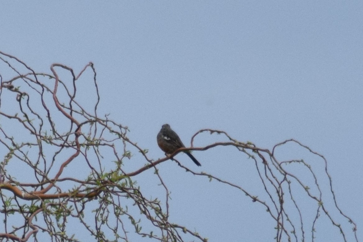 White-tipped Plantcutter - ML609225626