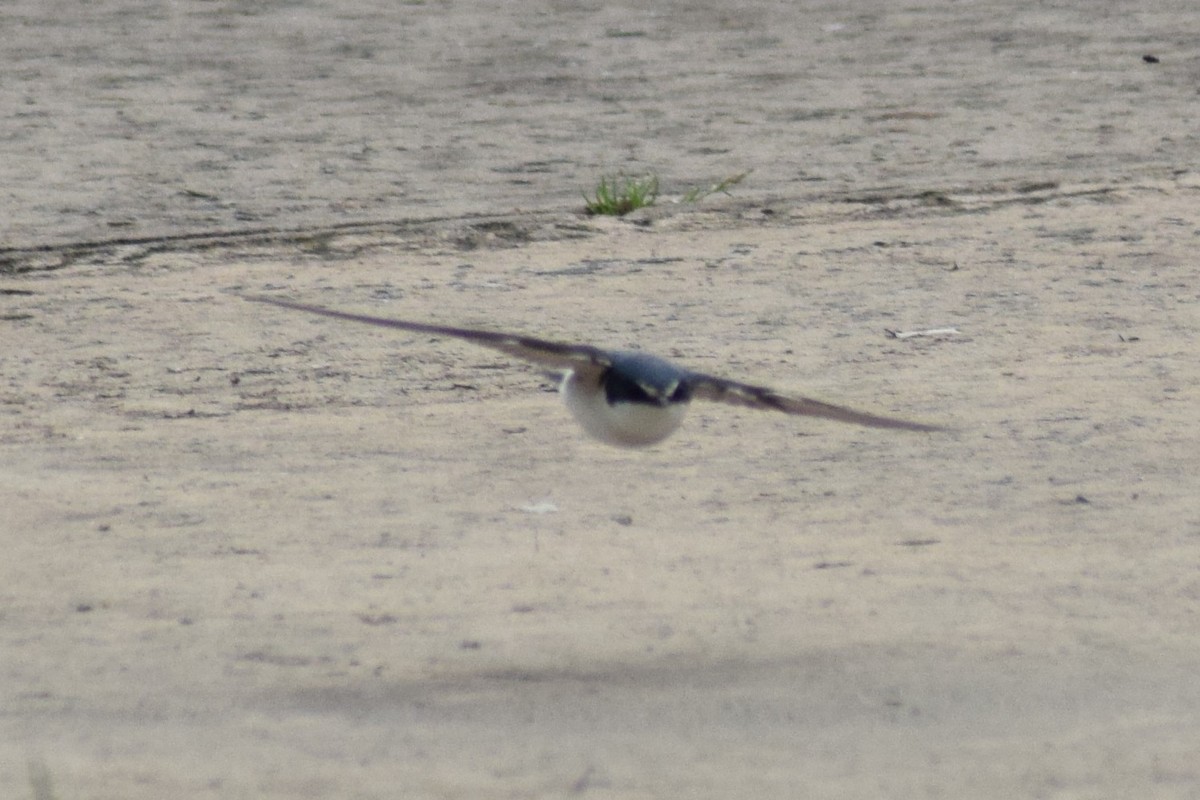 White-rumped Swallow - ML609225648