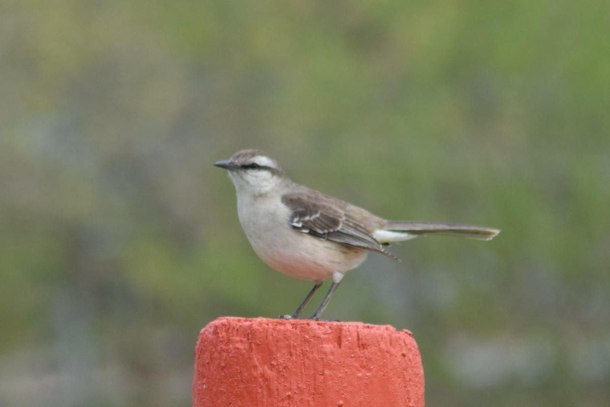Chalk-browed Mockingbird - ML609225660