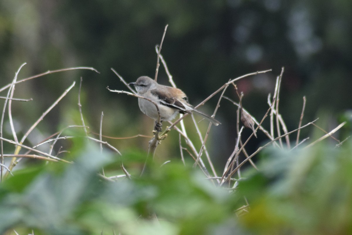 White-banded Mockingbird - ML609225669