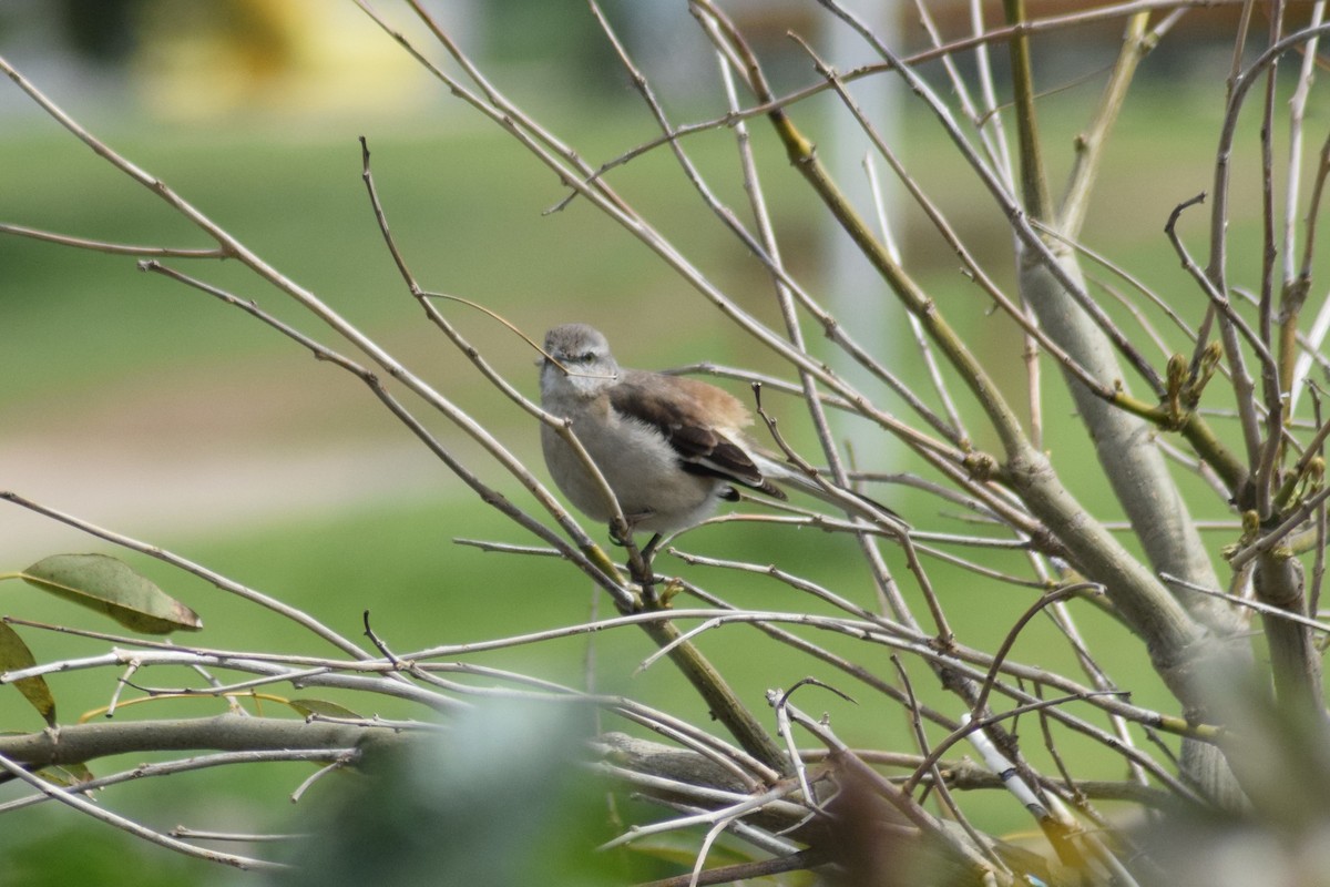White-banded Mockingbird - ML609225674