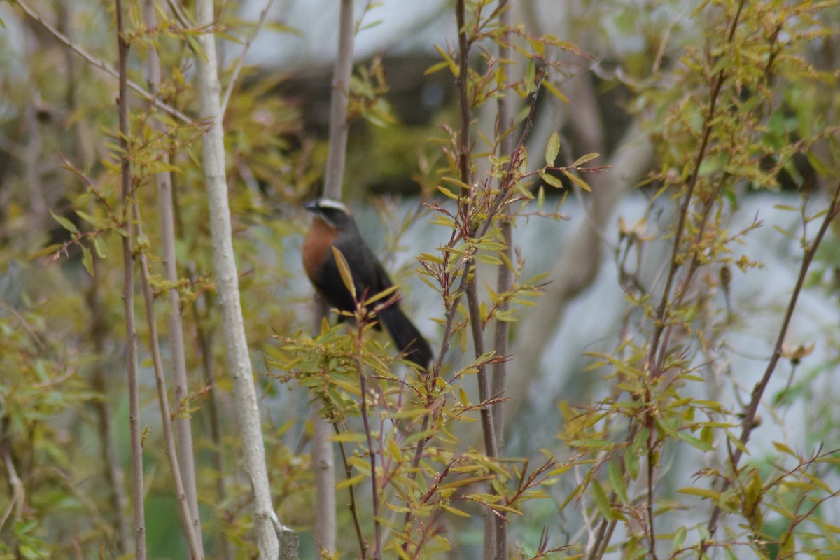 Black-and-rufous Warbling Finch - ML609225682