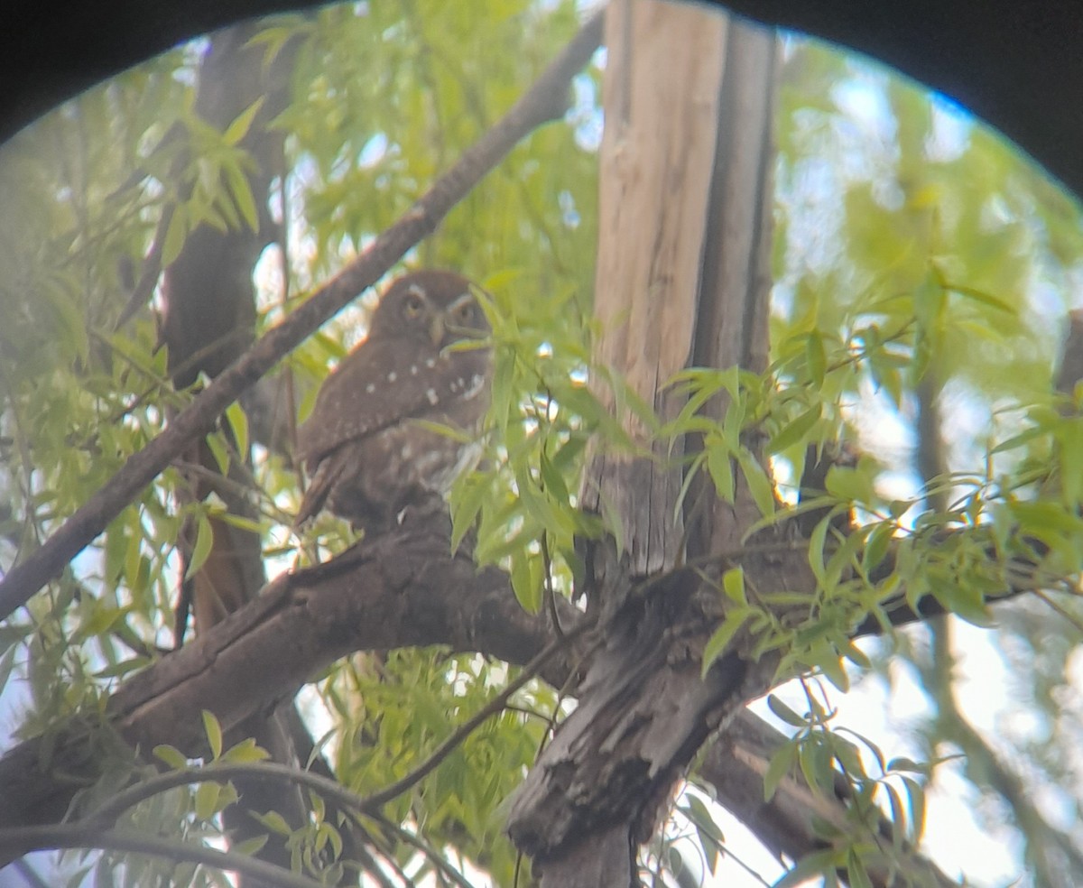 Austral Pygmy-Owl - ML609225683