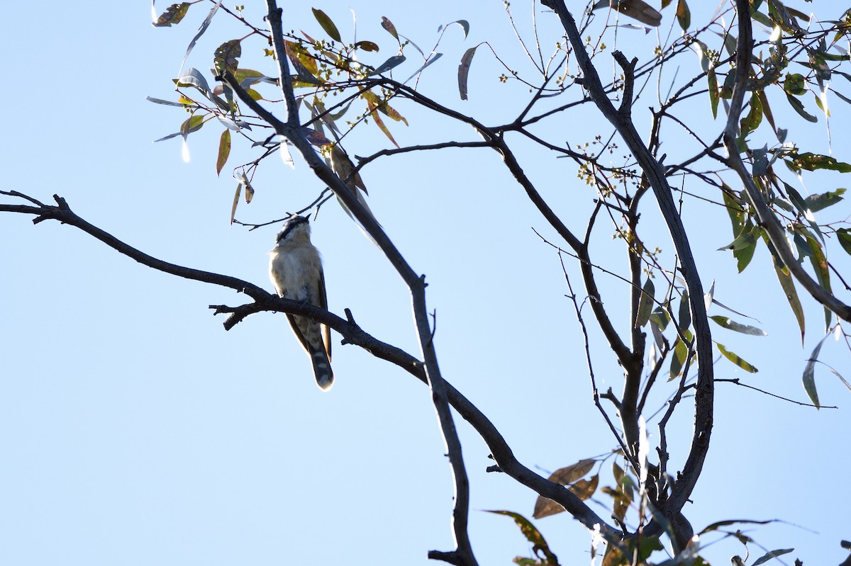 Black-eared Cuckoo - ML609225776