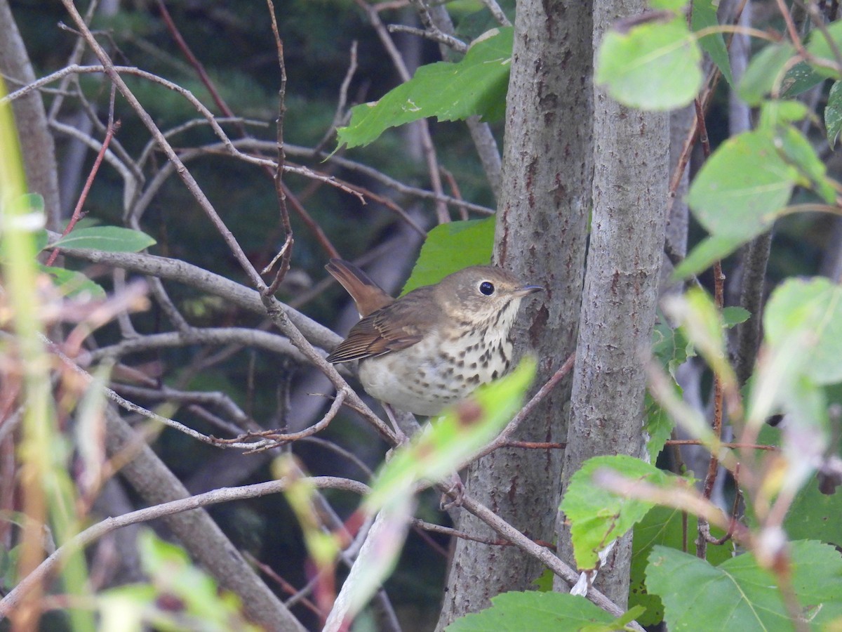 Hermit Thrush - ML609225782