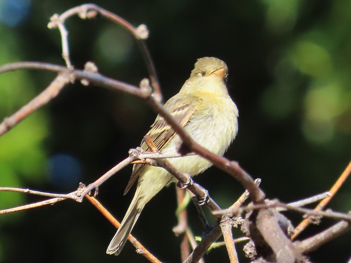 Western Flycatcher (Pacific-slope) - ML609225803