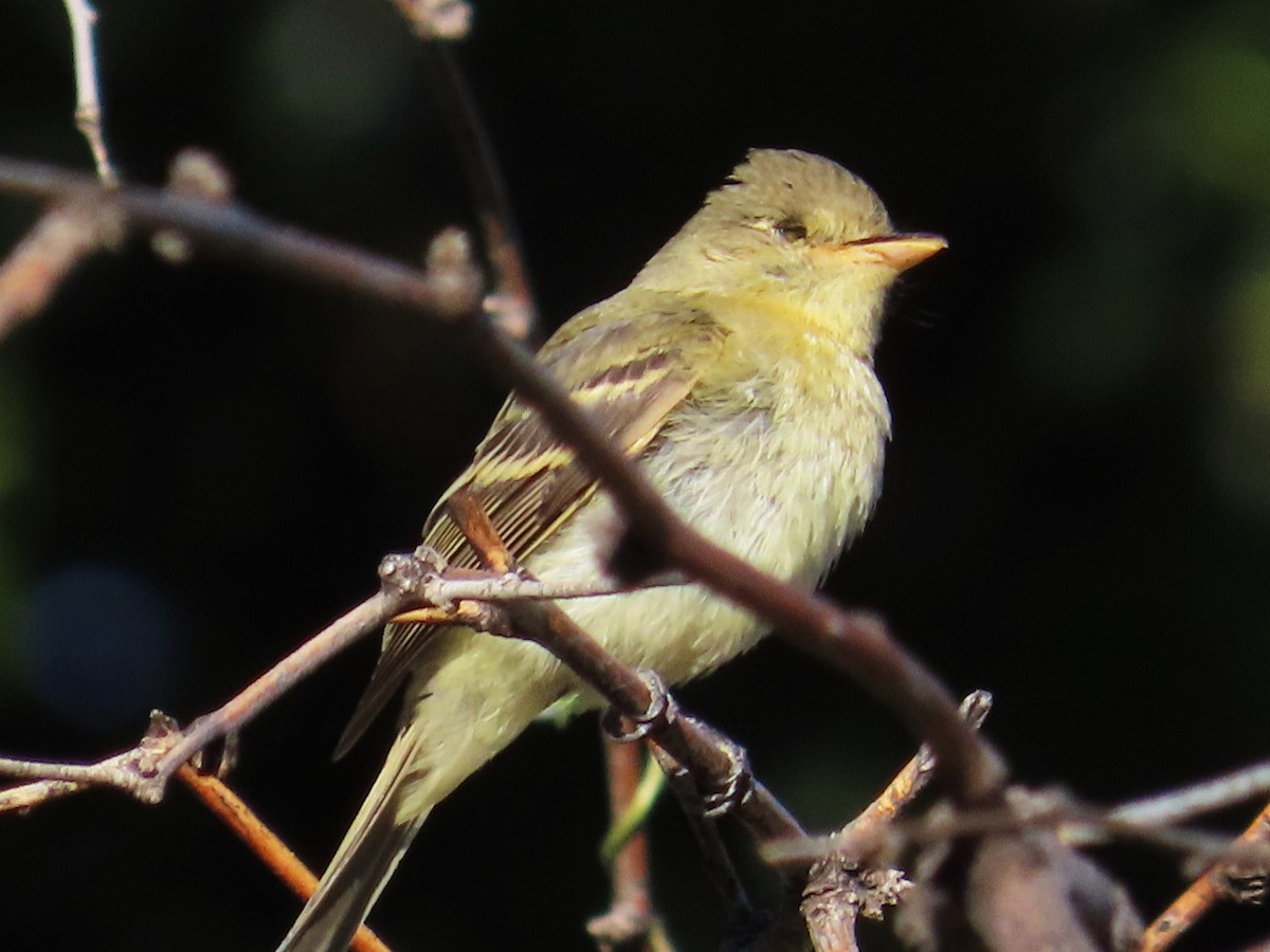 Western Flycatcher (Pacific-slope) - ML609225824