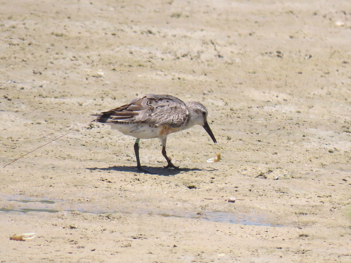 Red Knot - Thore Noernberg