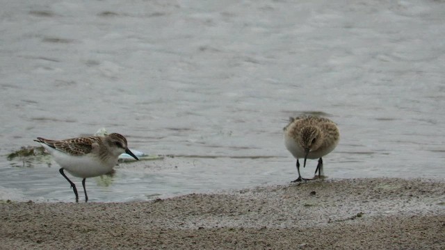 Baird's Sandpiper - ML609225848