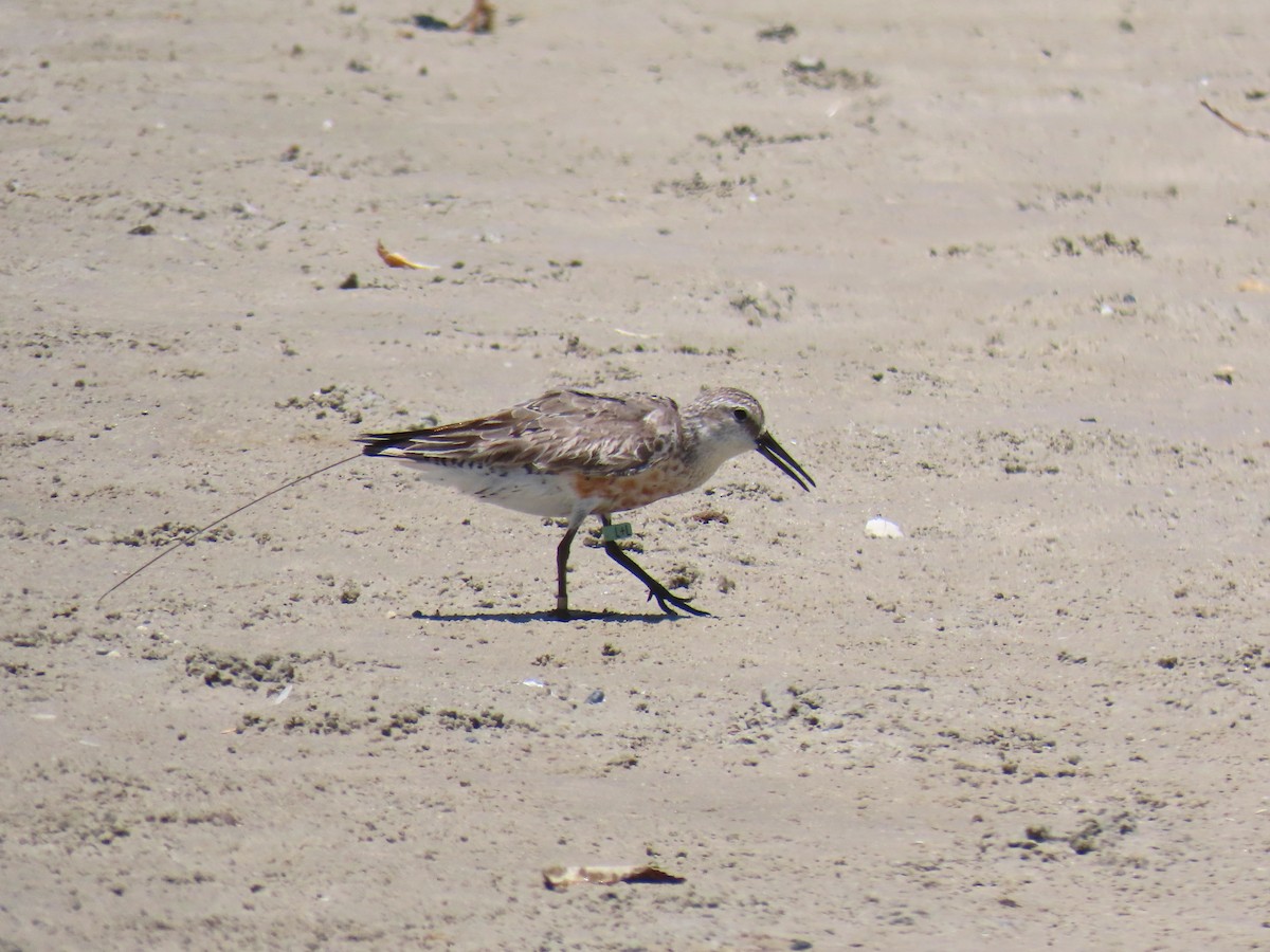 Red Knot - Thore Noernberg