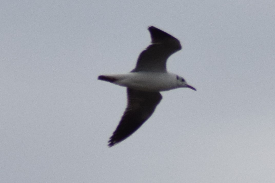 Gray-hooded Gull - ML609225893